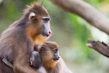 mandrills in love