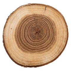 Tree wood cut isolated on white background.