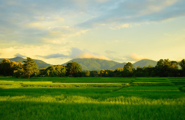 rice field with mountain and blue sky