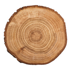 Tree wood cut isolated on white background.
