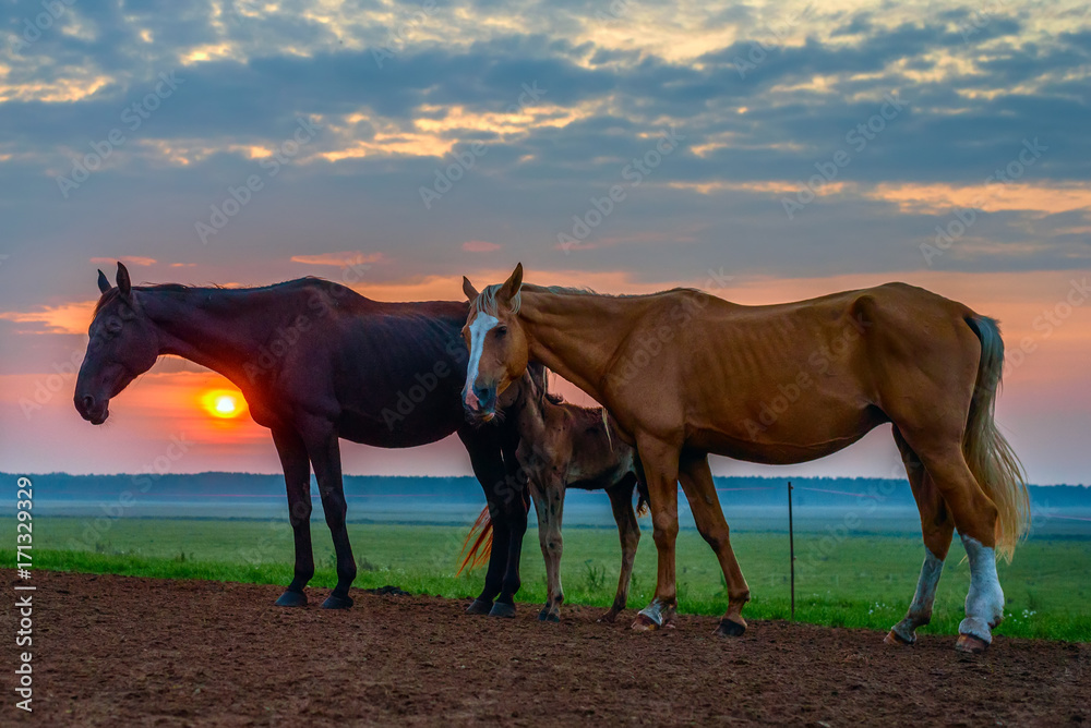 Wall mural horses graze at dawn