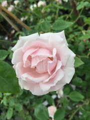 hellrosa Rosenbl&uuml;te