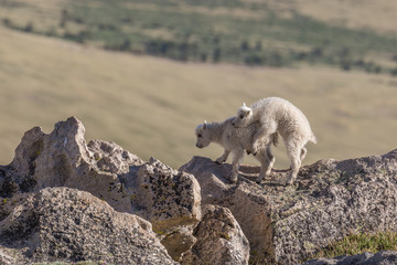 Pair of Cute Mountain Goat Kids