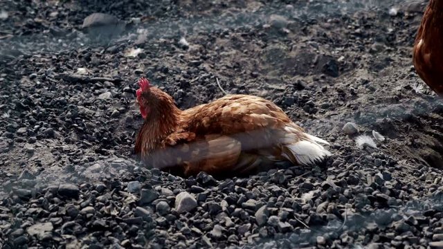 Chickens sitting on ground in livestock farm. Chicken farming. Bird farm