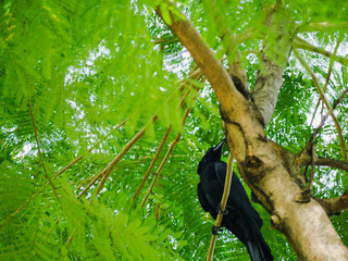 The crow on the tree