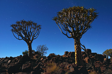 Quiver Tree Forest