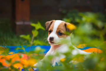 Puppy in Nature