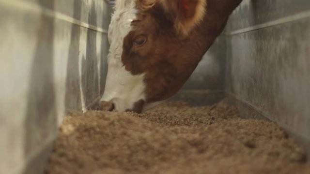 Cattle Eating Grain