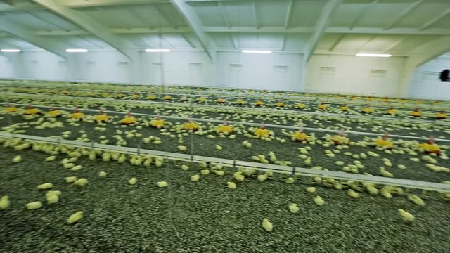 Chicken broilers in poultry farm