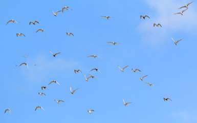 A flock of seagulls flying in the sky.