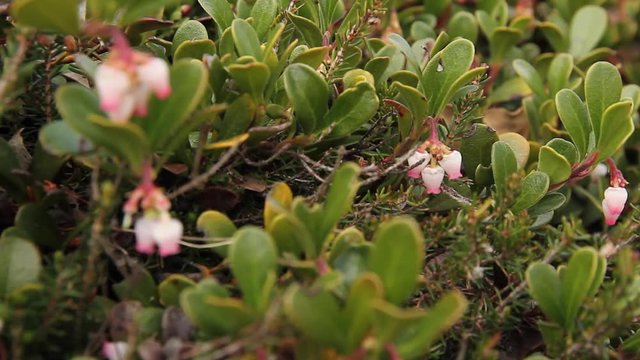 Hojas y flores de Gayuba, uva de oso,  Arctostaphylos uva-ursi 