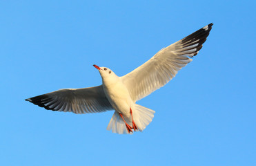 Seagull flying in the blue sky.
