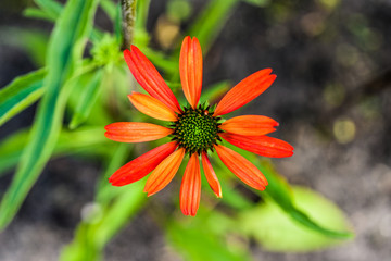 Red coneflower blooming in garden, summer sunny day.