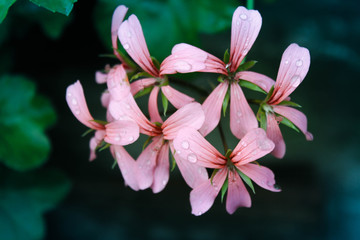 Pink  blossom