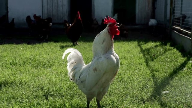 White rooster crowing on meadow in livestock farm. Chicken farming. Bird farm
