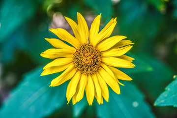 Yellow coneflower blooming in garden, summer sunny day.