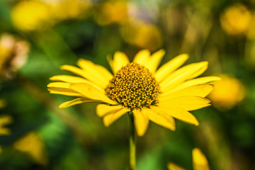 Yellow coneflower blooming in garden, summer sunny day.