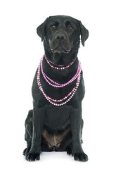 female black labrador retriever