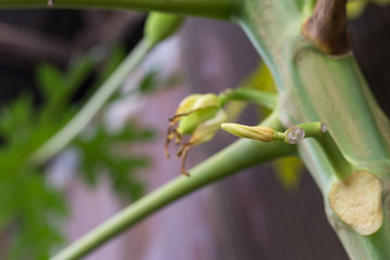 Papaya Flower