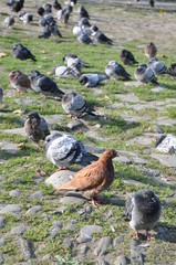One brown pigeon