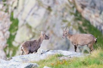 Naklejka na ściany i meble Two female Ibex facing each other on rock in the Italian french Alps.