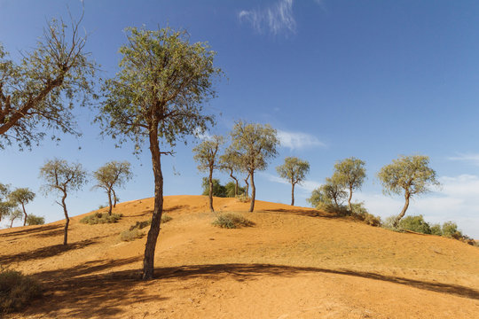 Sand dune with trees and blue sky in the morning at Abu Dhabi, UAE. 