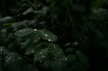 raindrop leaves