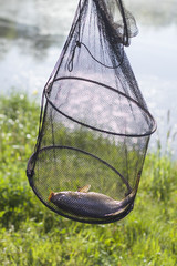 Wędkarska siatka na ryby z karpiem w środku na tle łąki i jeziora © Tomasz