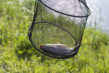 Złowiony na wędkę karp leży w siatce na ryby. © Tomasz