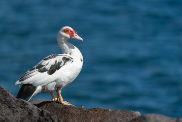     Muscovy Duck, Cairina moschata, standing on the rocks in Tahiti
