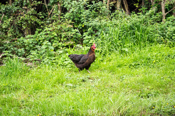 Chicken by road