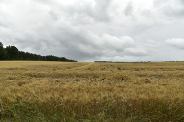 Nuages menaçants au dessus d'un des champs de blé au Périgord Vert  © Photocolorsteph