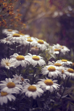 White daisy flowers and water drops in the light after a storm
