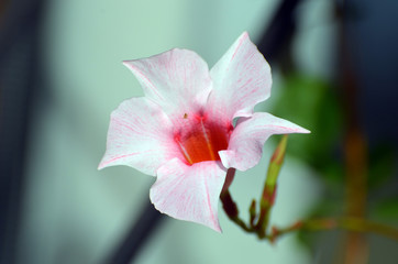 Mandevilla flower
