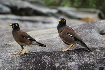 Noisy miner in Australia