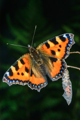 Kleiner Fuchs (Aglais urticae)