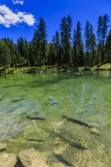 Fototapeta premium The trout fishes in Lago Ghedina, Dolomites, Alps, Italy, Europe.