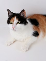 Glückskatze im Studio hell angeleuchtet