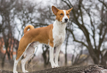 Mature Basenji dog looking around standing on a tree branch