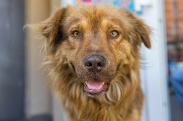 Portrait of cross-breed of German and Caucasian Shepherd Dog closeup