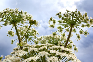 Blooming cow parsnip on the background of a stormy sky