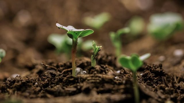 New life begins time lapse of seed growing from soil.  