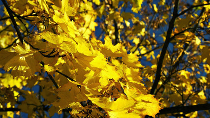 Yellow maple tree leaves II