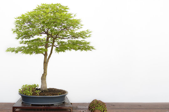 Acer palmatum sango kaku bonsai on a wooden table and white background