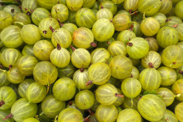 gooseberry