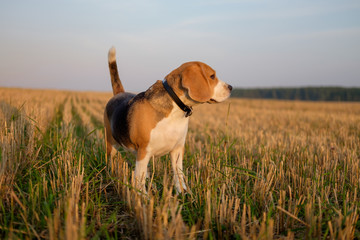 Beagle dog on a walk early in the morning