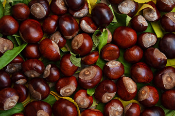 Fall photo background chestnuts dry golden leaves 1