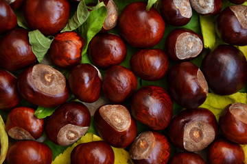 Fall photo background chestnuts dry golden leaves 5