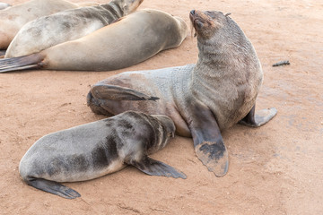 Obraz premium Cape Fur Seal pup, Arctocephalus pusillus, suckling