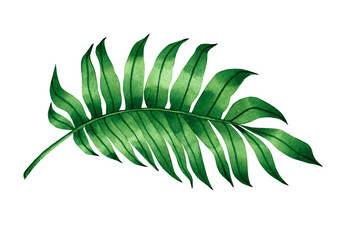 Aquarellmalerei farngrüne Blätter, Palmblatt einzeln auf weißem Hintergrund. Aquarell handgemalte Illustration tropisches exotisches Blatt für Tapetenweinlese-Hawaii-Artmuster. Mit Beschneidungspfad